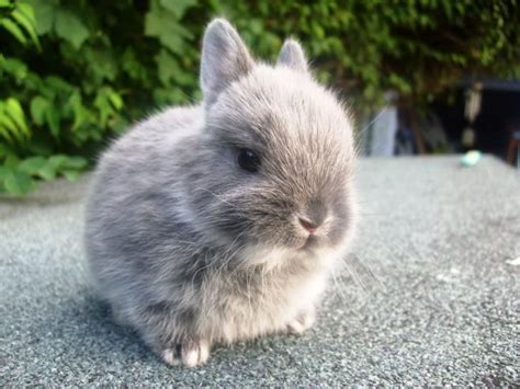 bunnies that are similar to dwarf bunnies